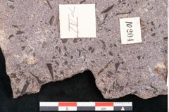 Foto (Detailansicht) von Fagus ninnisiana Unger (NHMW-GEO-2024-0188-10204)